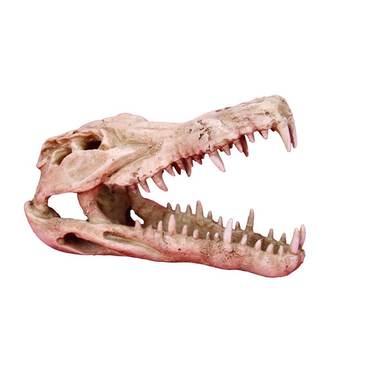 Череп крокодила 25х11,2х15,2см (Prime), пластик